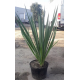 JUKA YUCCA duża roslina z polskiej produkcji - sadzonki 60 / 80 cm